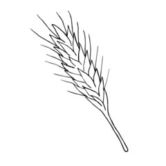 Fototapeta premium Vector hand drawn doodle sketch wheat spica isolated on white background