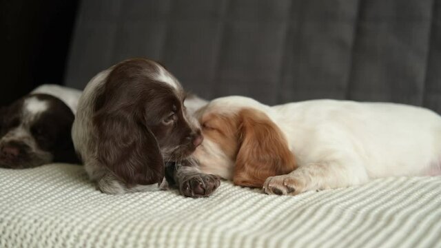 4k. Three russian spaniel chocolate merle and red white puppy dog play on couch