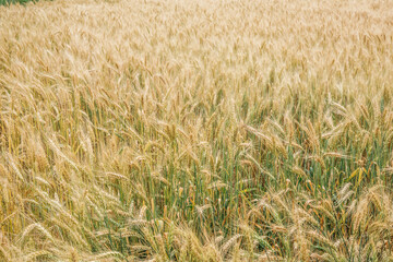Field of wheat and sun