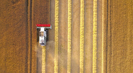 combine harvester harvesting grain in a cornfield, Bird's eye view