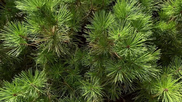 The camera flies around the shaggy fresh branches of pine-tree