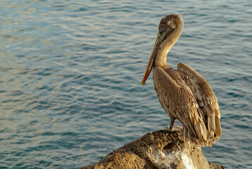 pelican on the pier