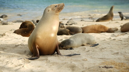sea lion on the beach
