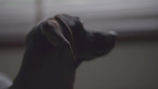 perro salchicha perfil negro 
