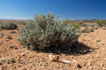 Africa Morocco desert Atlas mountains nature rock landscape with river palm under blue sky hot weather 