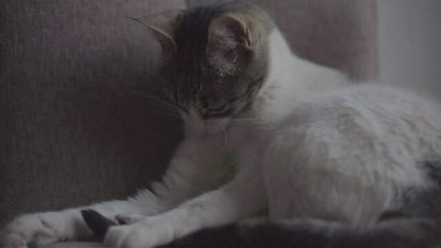 gato lamiendo limpio perezoso