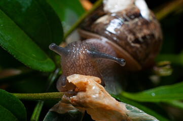 caracol naturaleza babosa animal verde lluvia bokeh humedad amazonia tropical