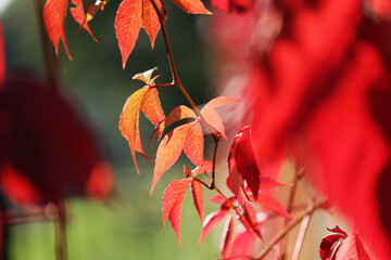 Piękne czerwone jesienne liście pnącza na ścianie. 