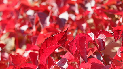 Piękne czerwone jesienne liście pnącza na ścianie.  - obrazy, fototapety, plakaty