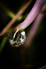 caracol naturaleza babosa animal verde lluvia bokeh humedad amazonia tropical biologia