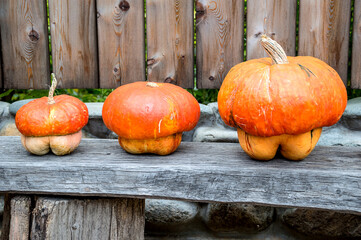 Three decorative pumpkins on a bench against a wooden fence.