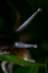 caracol naturaleza babosa animal verde lluvia bokeh humedad amazonia tropical biologia