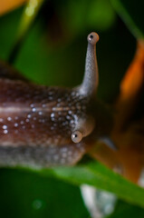 caracol naturaleza babosa animal verde lluvia bokeh humedad amazonia tropical biologia