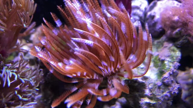 R&ouml;hrenwurm in einem Aquarium.
