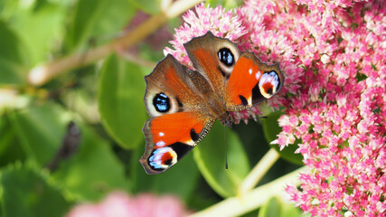 The peacock butterfly (Aglais io) on the beautiful Orpine (Hylotelephium telephium) flowers