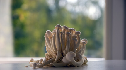  Gromadka grzyby japońskie  shiitake  © Monika