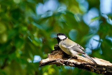 japanese tit on the branch