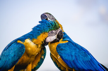 Amistades de Caracas