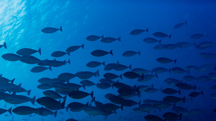 Obraz premium Sleek Unicornfish, Naso hexacanthus, in Maldives
