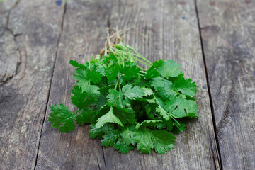 Bunch of fresh coriader leaves on wooden table. Cilantro herbs on the grey background with close up.