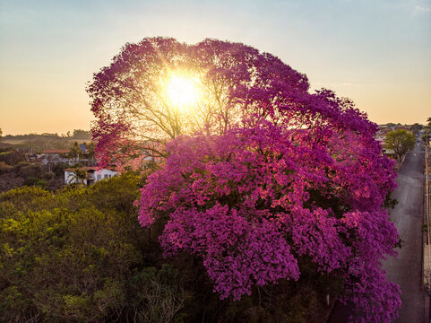 Flowering pink ipe tree at sunset.