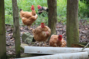chicken in the farmyard in the middle of the green