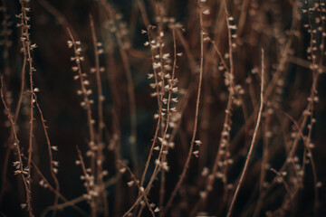 Autumn dry seasonal beige plants in the park. Dry reeds boho style. Moody atmosphere. Autumnal...