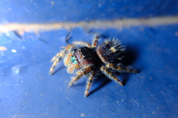 Jumping Spider Macro