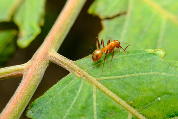 Red Ant Crawling Leaf