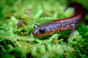 Salamander Green Moss