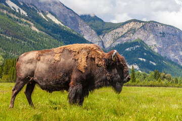 Amerikanischer Bison oder Büffel