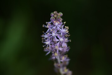 Scilla scilloides flowers. Asparagaceae perennial bulbous plants. The flowering season is from August to September. 