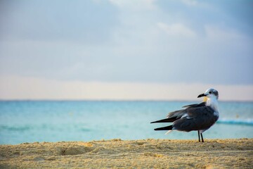 Gaviota