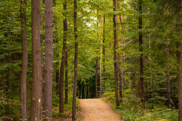 Walkway Lane Path With Green Trees in Forest. Beautiful Alley, road In Park. Way Through Autumn Forest.