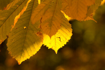 yellow chestnut leaves in the fall