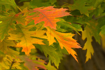 colorful autumn leaves of a marsh oak