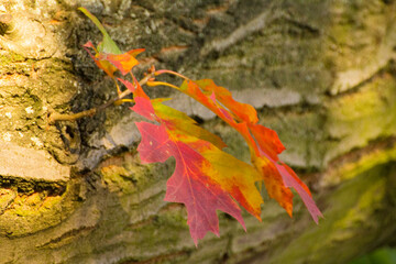 colorful autumn leaves of a marsh oak