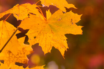 yellow maple leaves in the autumn