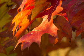 Fototapeta na wymiar colorful autumn leaves of a marsh oak