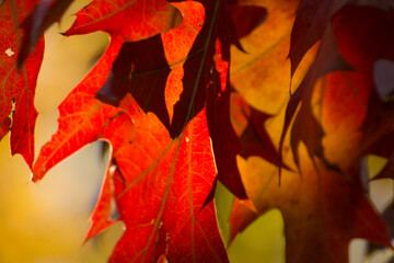 colorful autumn leaves of a marsh oak
