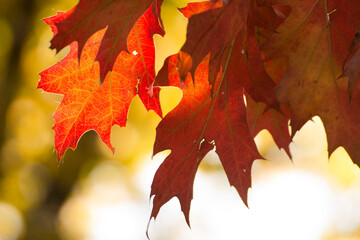 colorful autumn leaves of a marsh oak