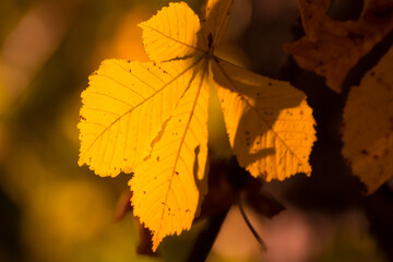 yellow chestnut leaves in the fall