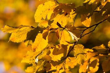 autumn colored leaves on blurry background