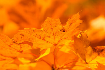 yellow-red maple leaves in the autumn