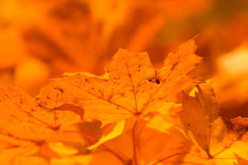 yellow-red maple leaves in the autumn