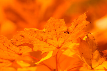 yellow-red maple leaves in the autumn