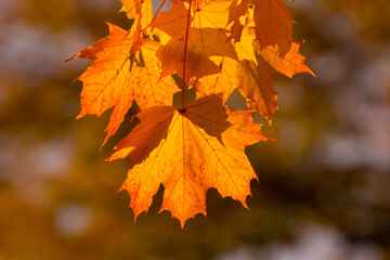 Fototapeta na wymiar yellow-red maple leaves in the autumn