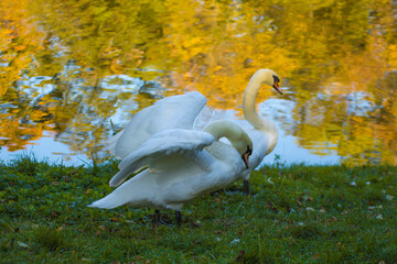 swan taking flight in front of the lake © Paulina