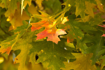 colorful autumn leaves of a marsh oak