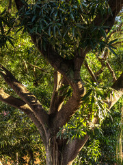 Trunk of large and tall mango tree, with leaves in the sun, Rio de de Janeiro, Brazil